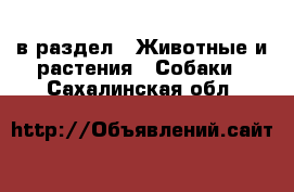  в раздел : Животные и растения » Собаки . Сахалинская обл.